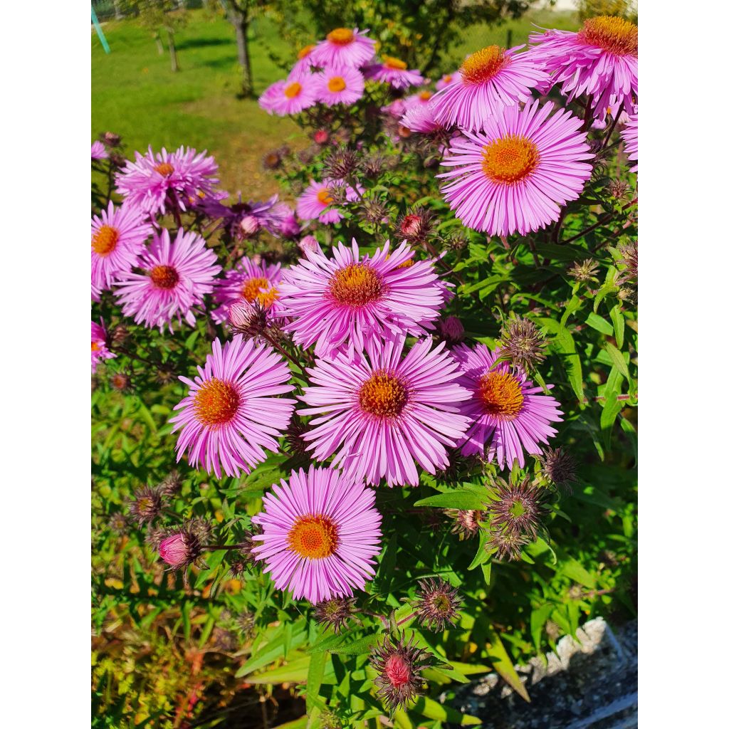 Aster novae-angliae Barrs Pink