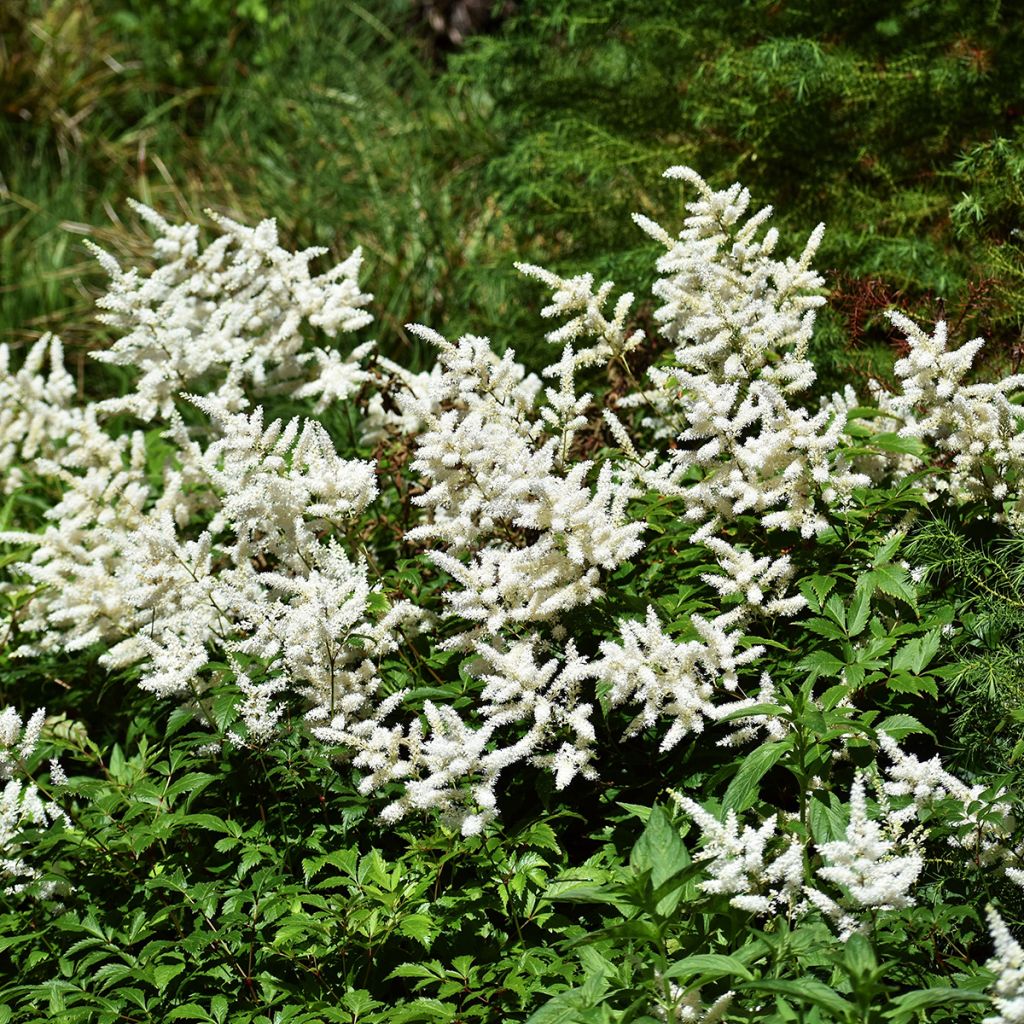 Astilbe arendsii Brautschleier