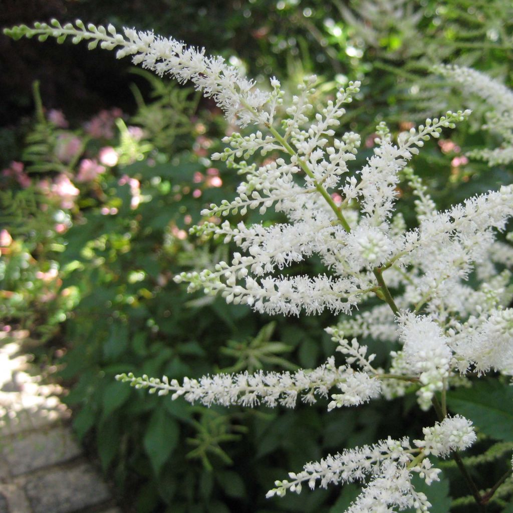 Astilbe japonica 'Washington'