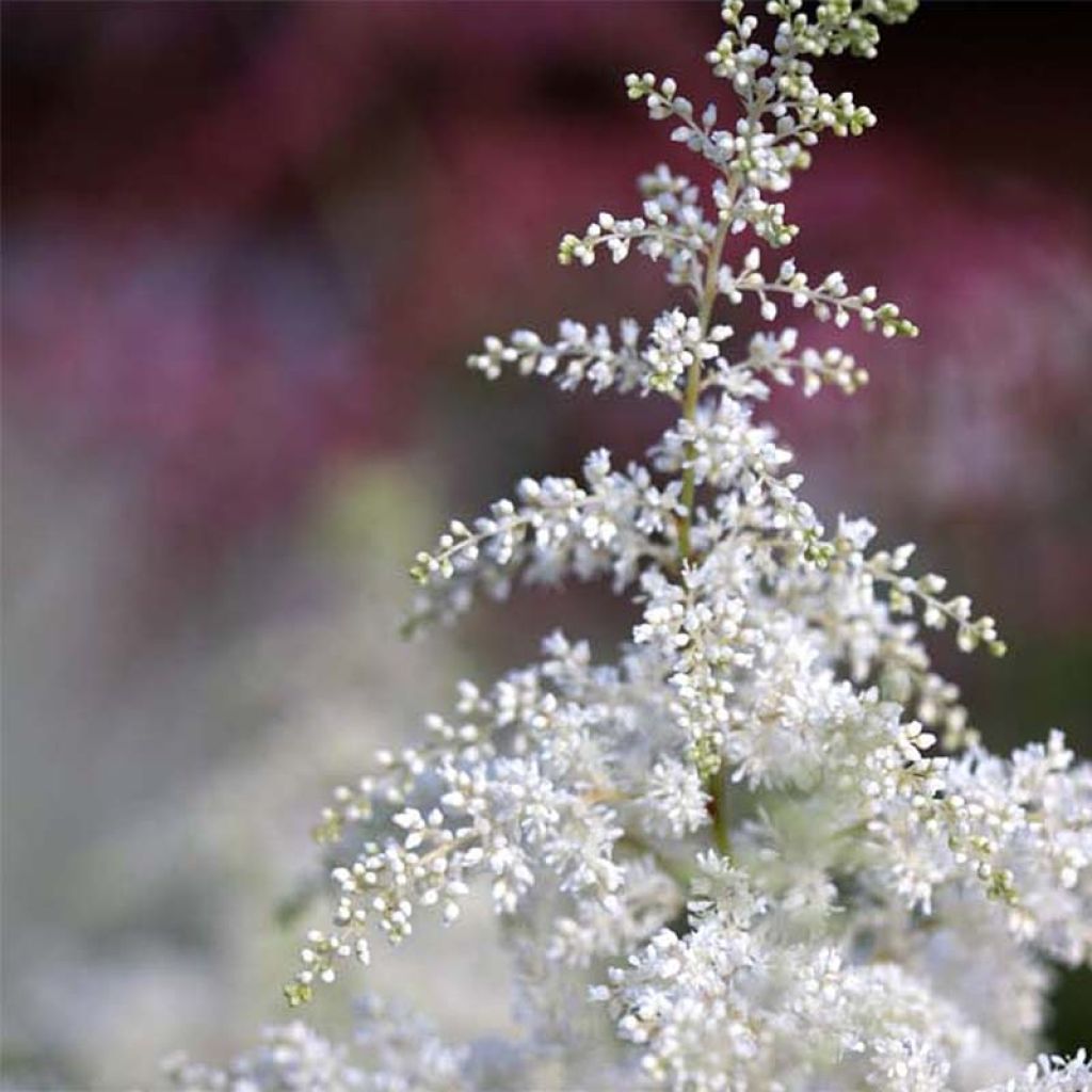 Astilbe japonica 'Washington'