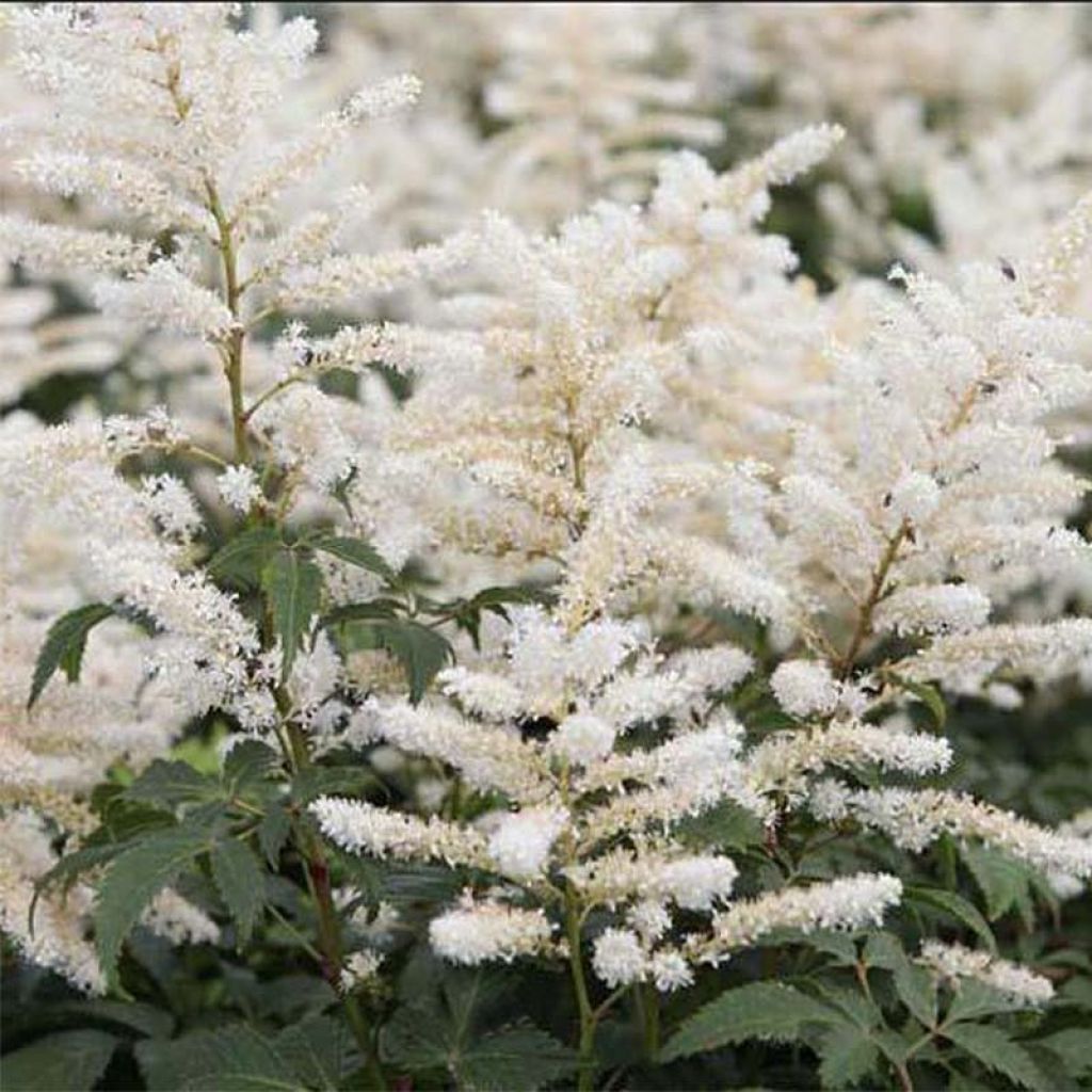 Astilbe japonica 'Washington'