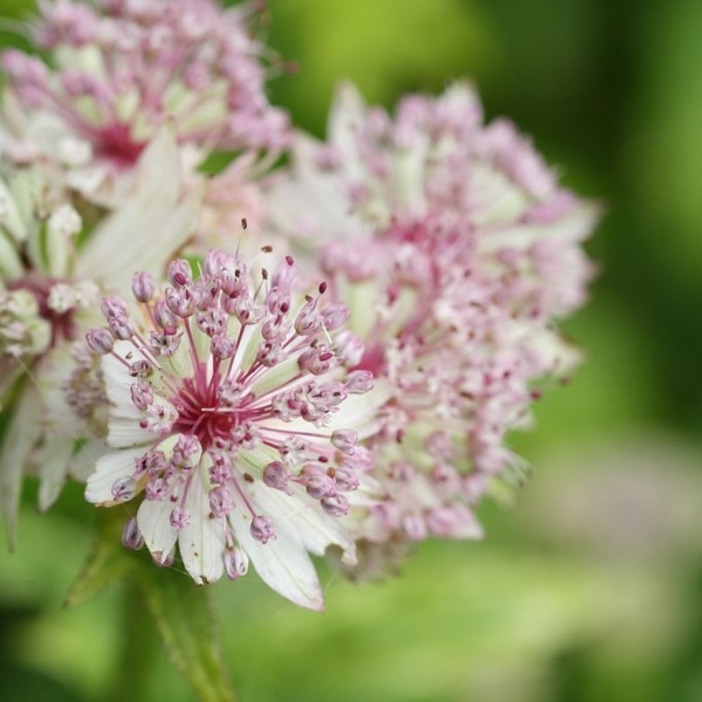 Astrantia major Sunningdale Variegated - Masterwort