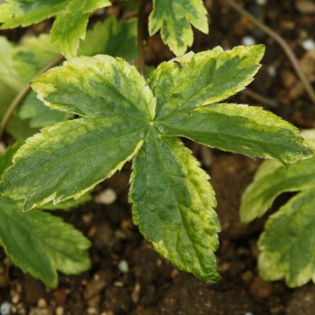 Astrantia major Sunningdale Variegated - Masterwort