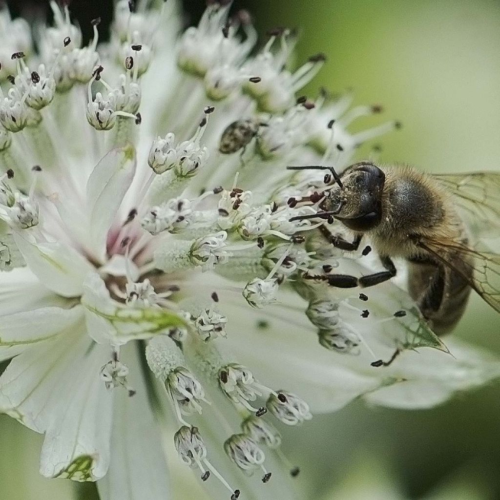 Astrantia major - Masterwort