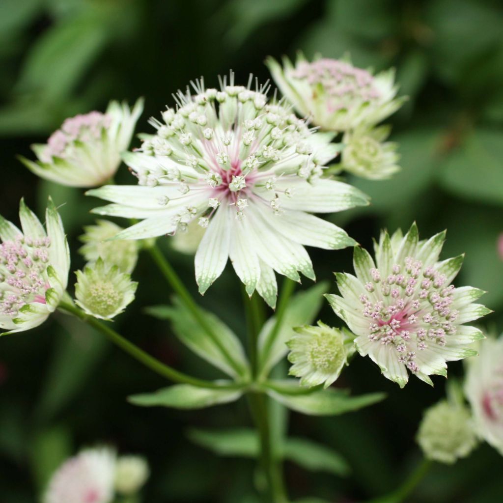 Astrantia major - Masterwort