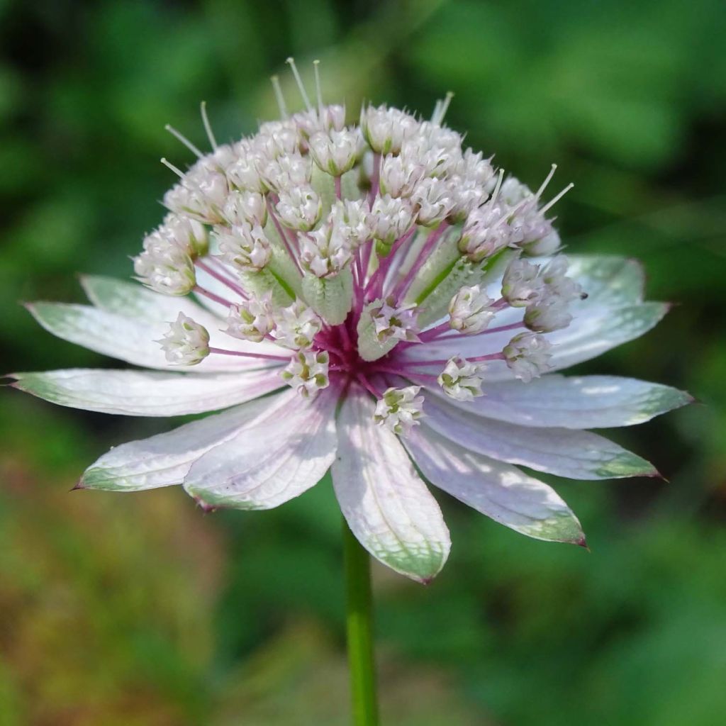 Astrantia major - Masterwort