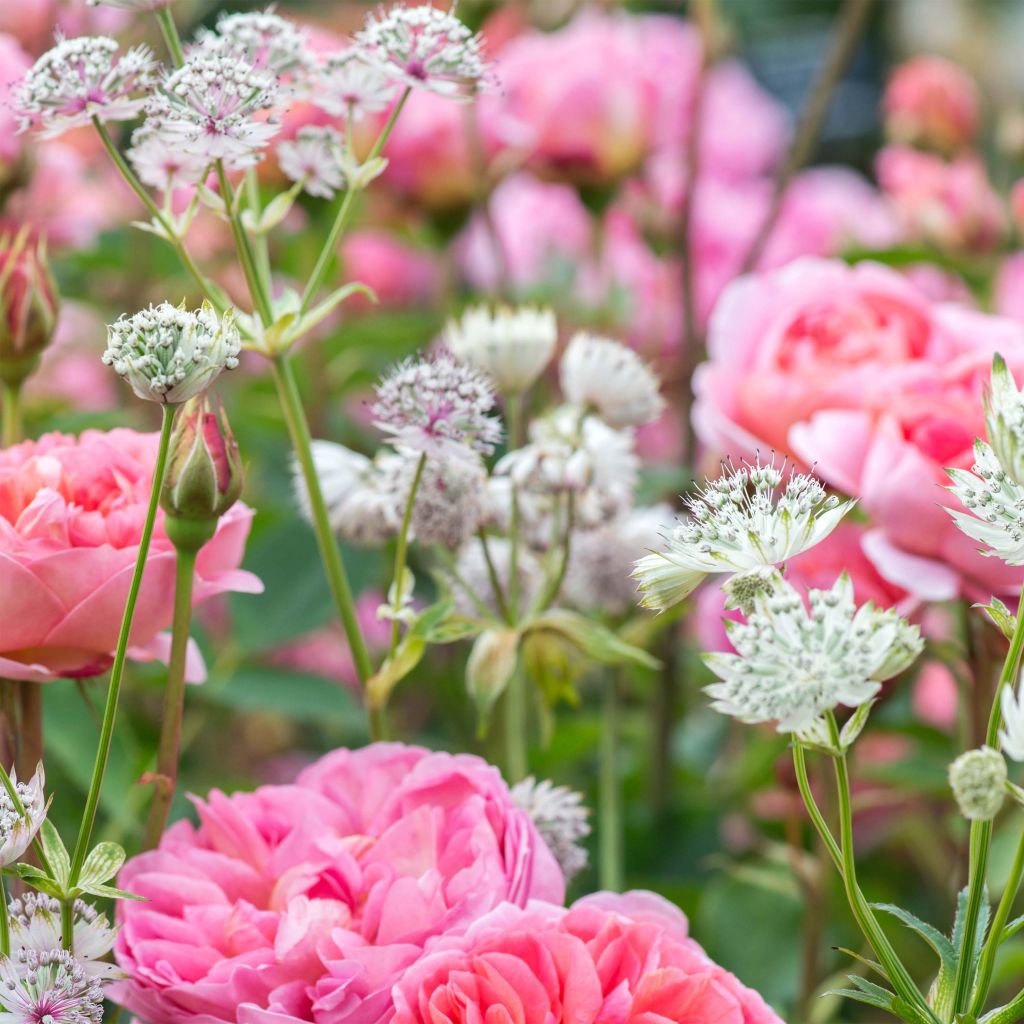 Astrantia major - Masterwort