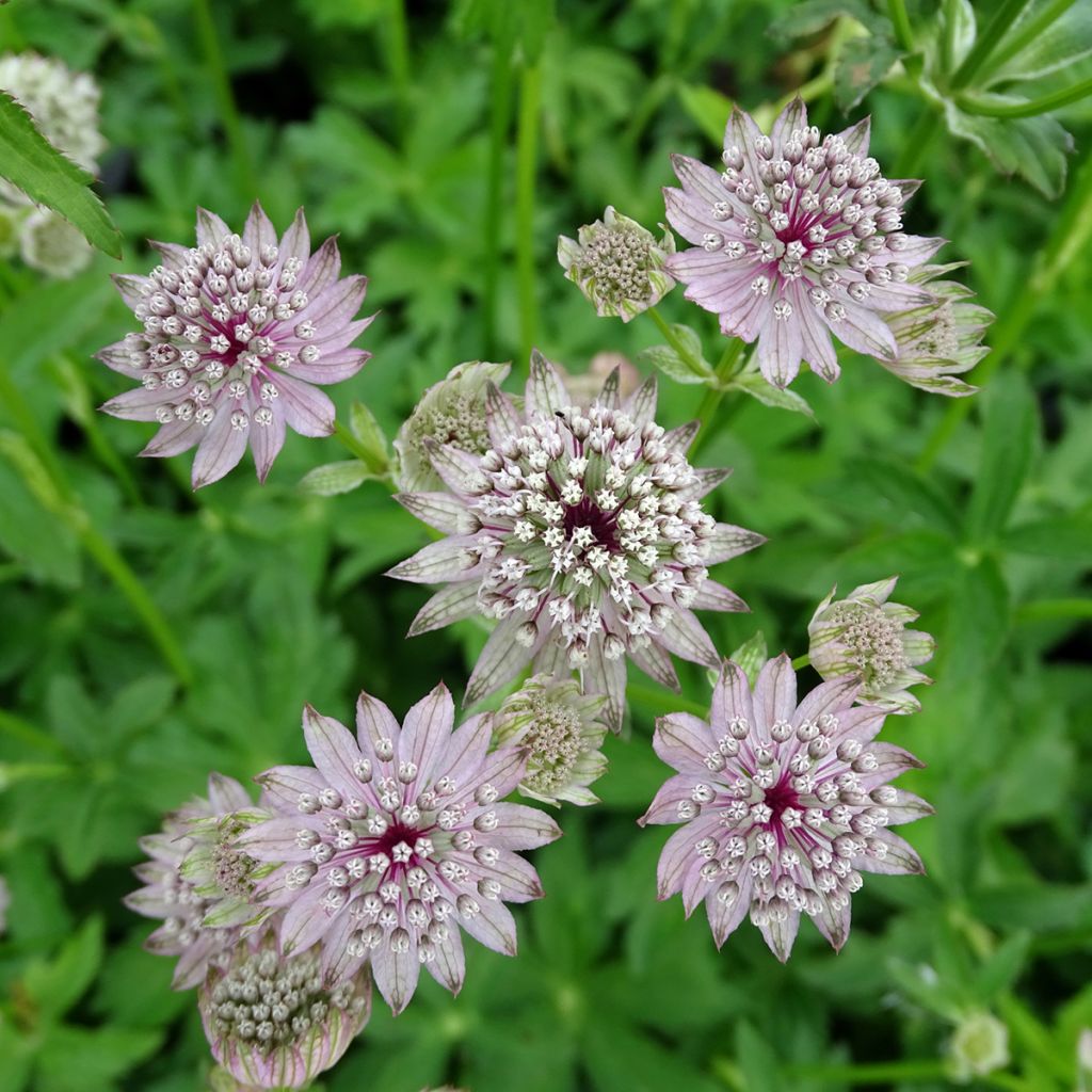 Astrantia major - Grande Astrance 