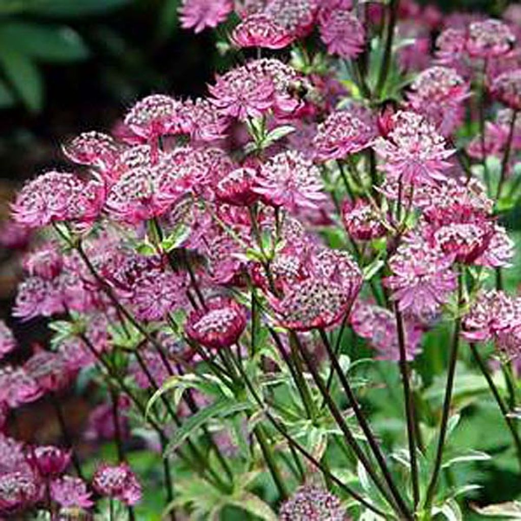 Astrance - Astrantia major Claret