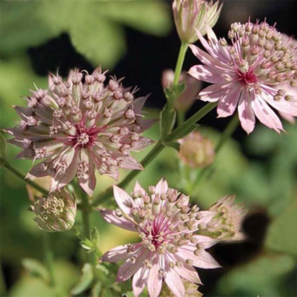 Astrantia major Primadonna - Great Masterwort