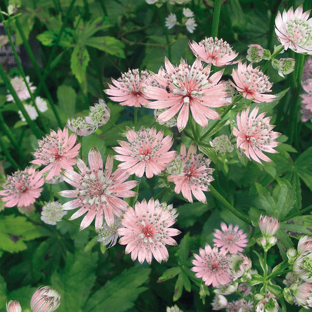 Astrantia major Rosea - Masterwort