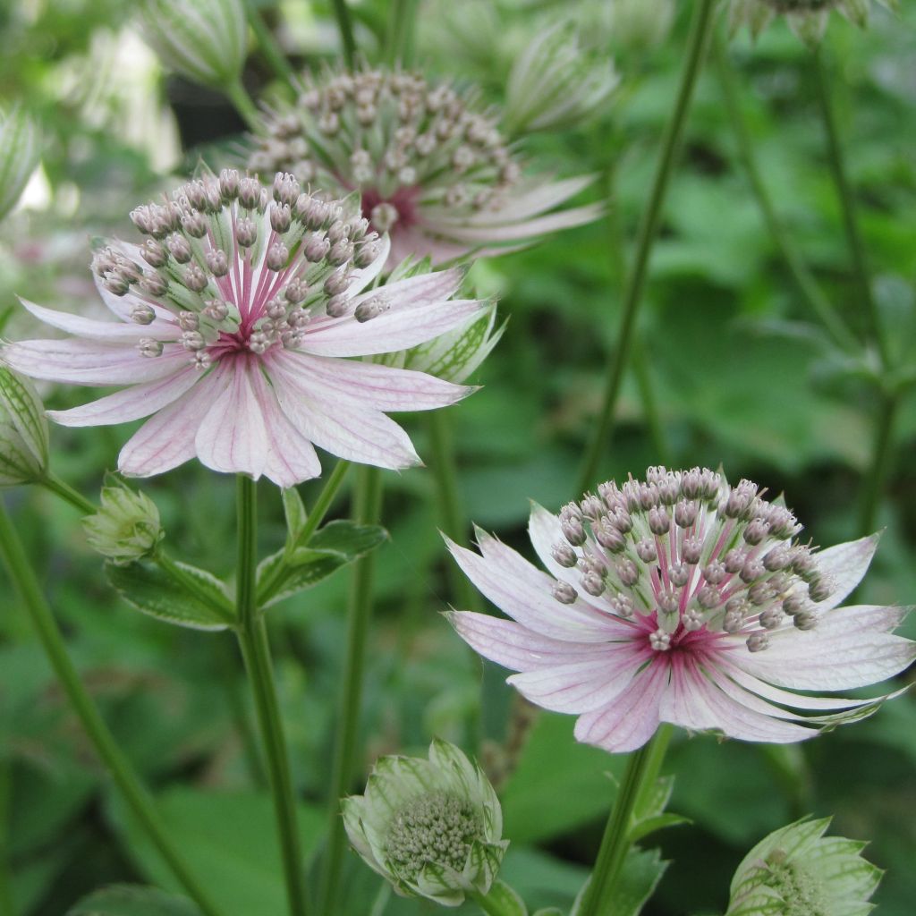 Astrantia major Rosea - Masterwort