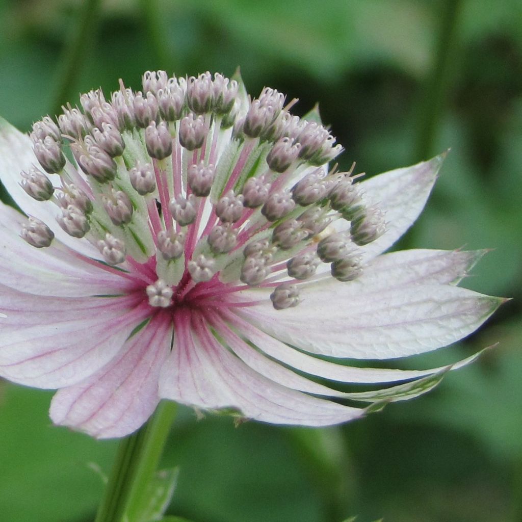 Astrantia major Rosea - Masterwort