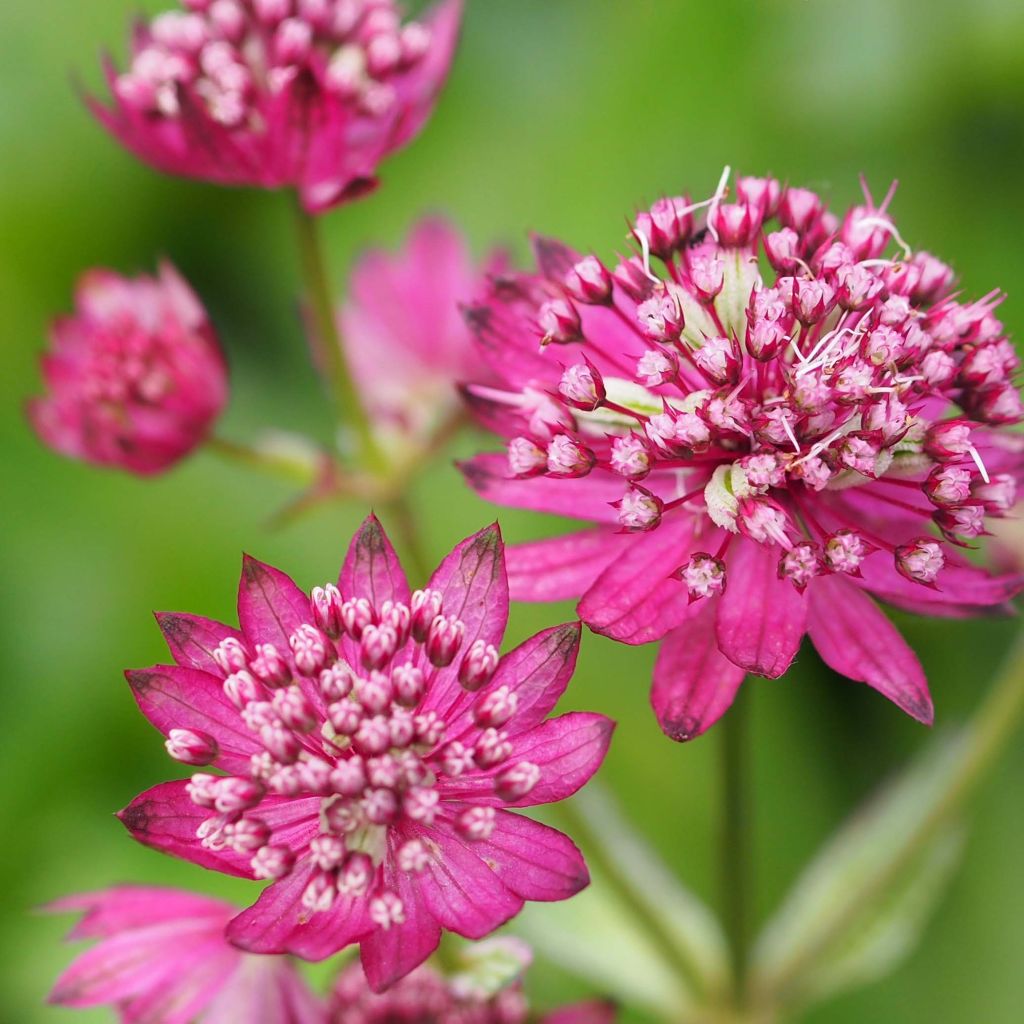 Astrantia major Ruby Cloud - Masterwort