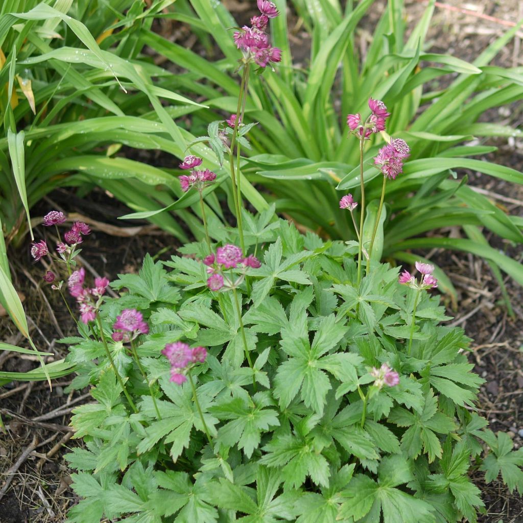 Astrantia major Ruby Cloud - Masterwort