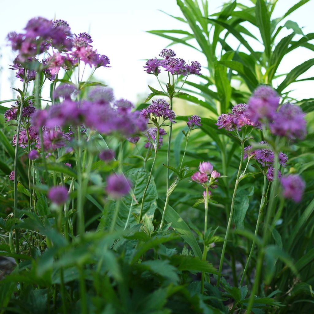 Astrantia major Ruby Cloud - Masterwort