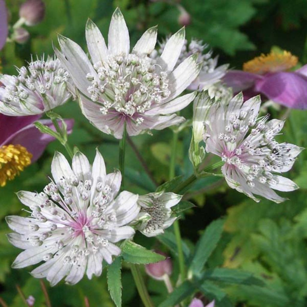 Astrantia major Shaggy - Masterwort