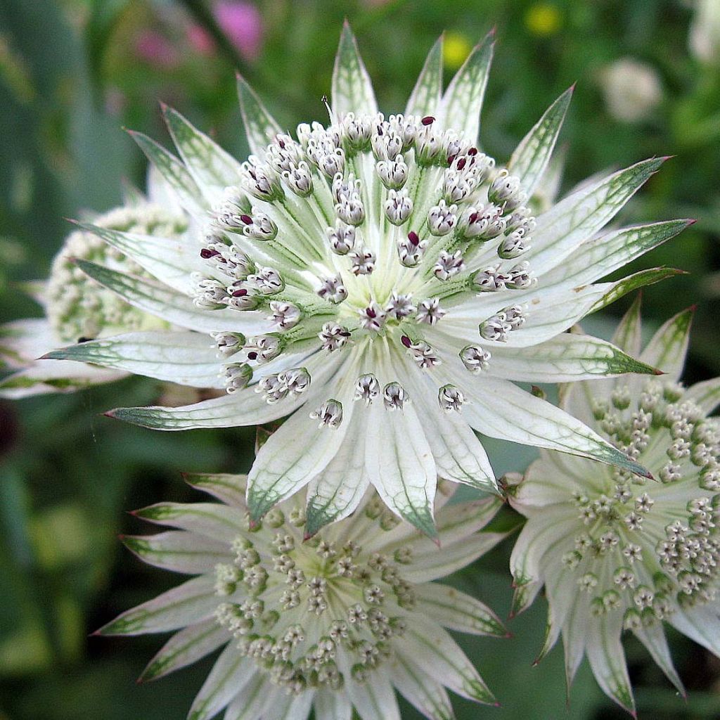 Astrantia major Shaggy - Masterwort