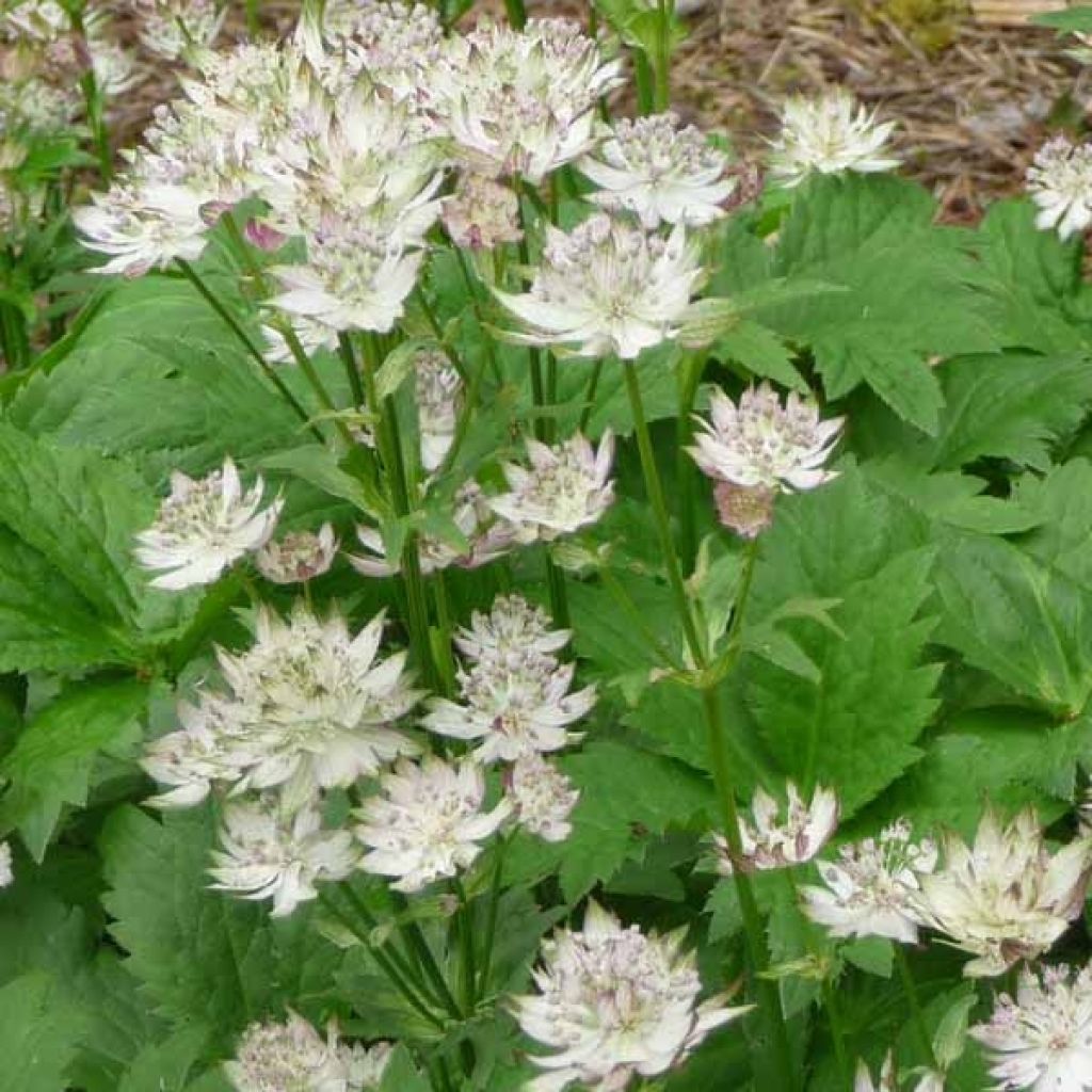 Astrantia major Shaggy - Masterwort