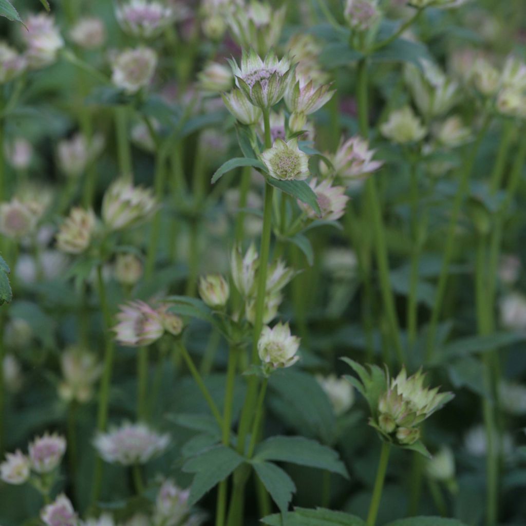 Astrantia major Shaggy - Masterwort