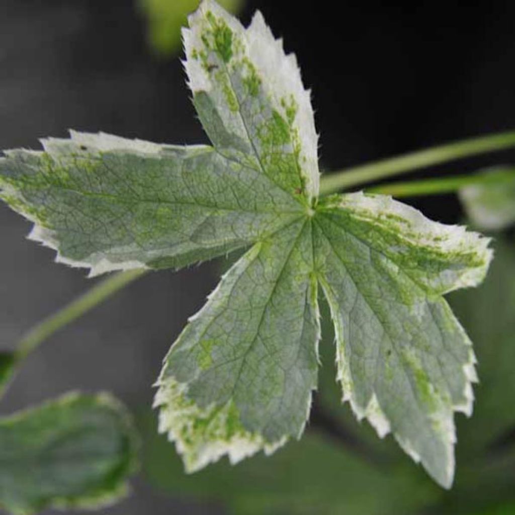 Astrance - Astrantia major Sunningdale Variegated