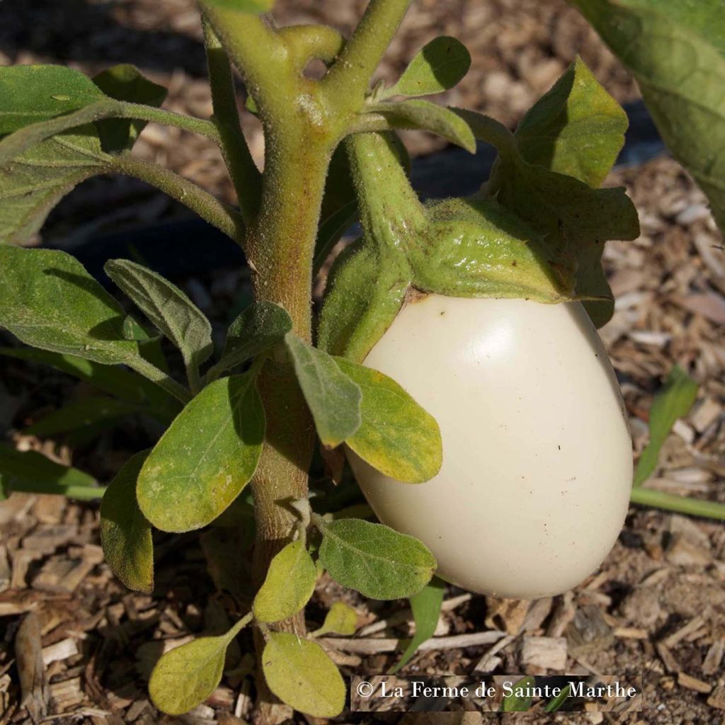 Aubergine Blanche Ronde A Oeuf - Ferme de Ste Marthe