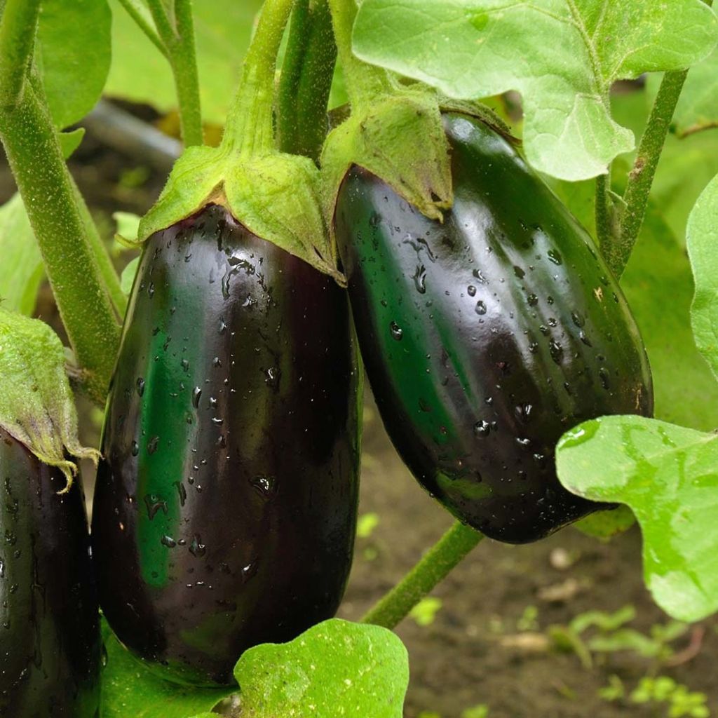 Aubergine Bonica F1 Seedlings