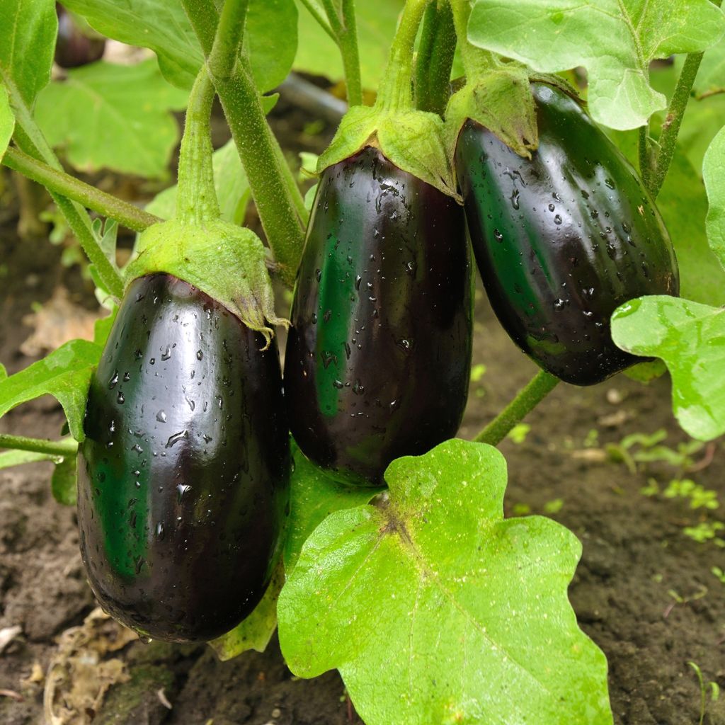 Aubergine Bonica F1 GRAFTED plants - ORGANIC