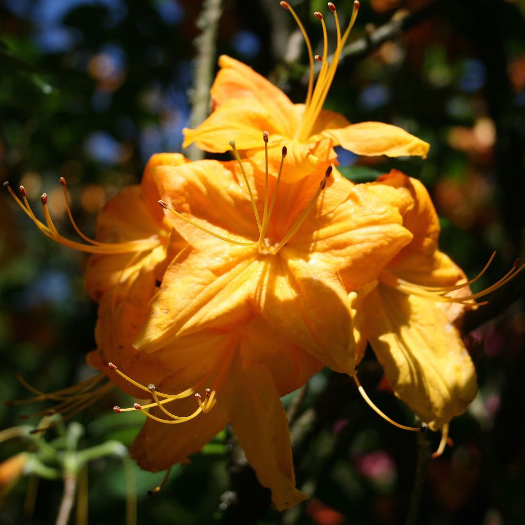 Azalea mollis Klondyke