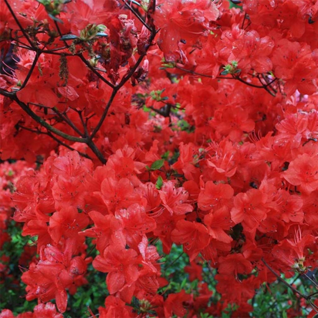 Azalea japonica Stewartstonian