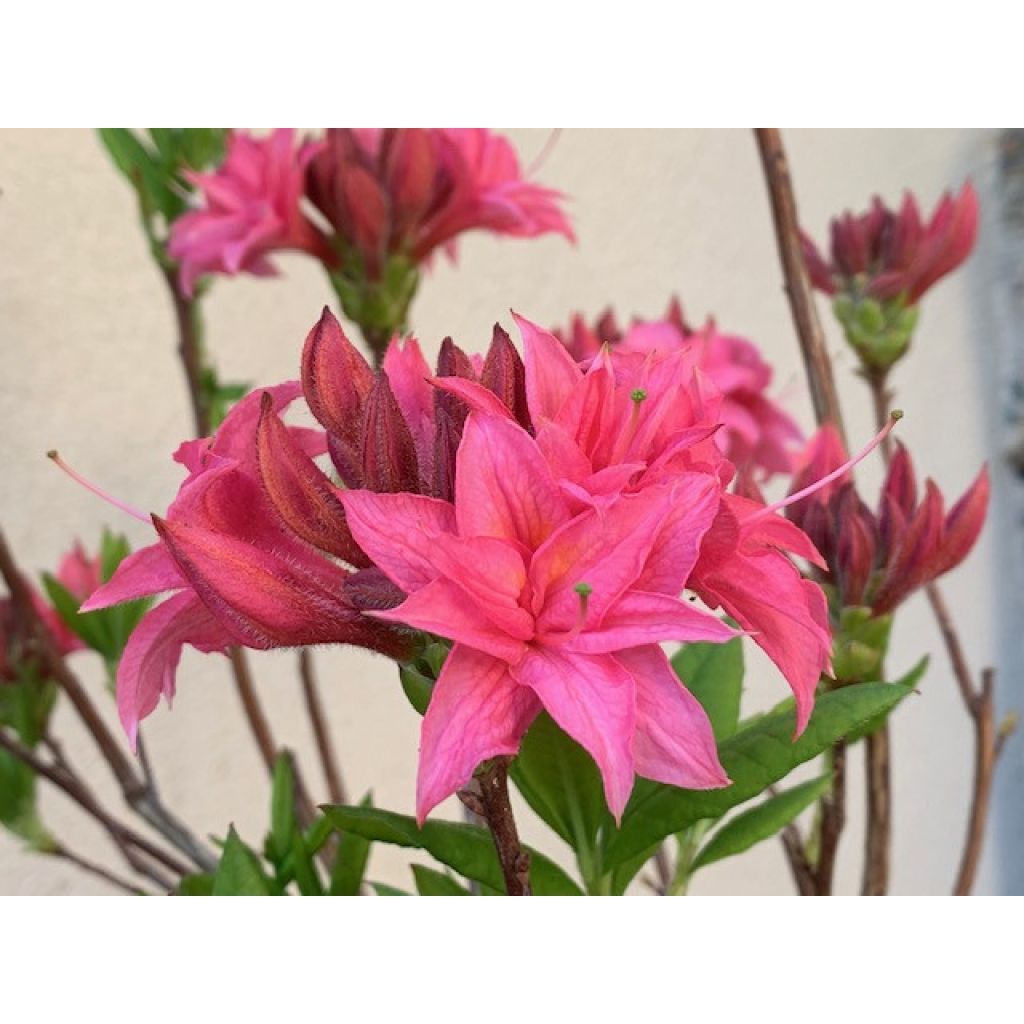 Rhododendron Homebush - Knaphill Azalea