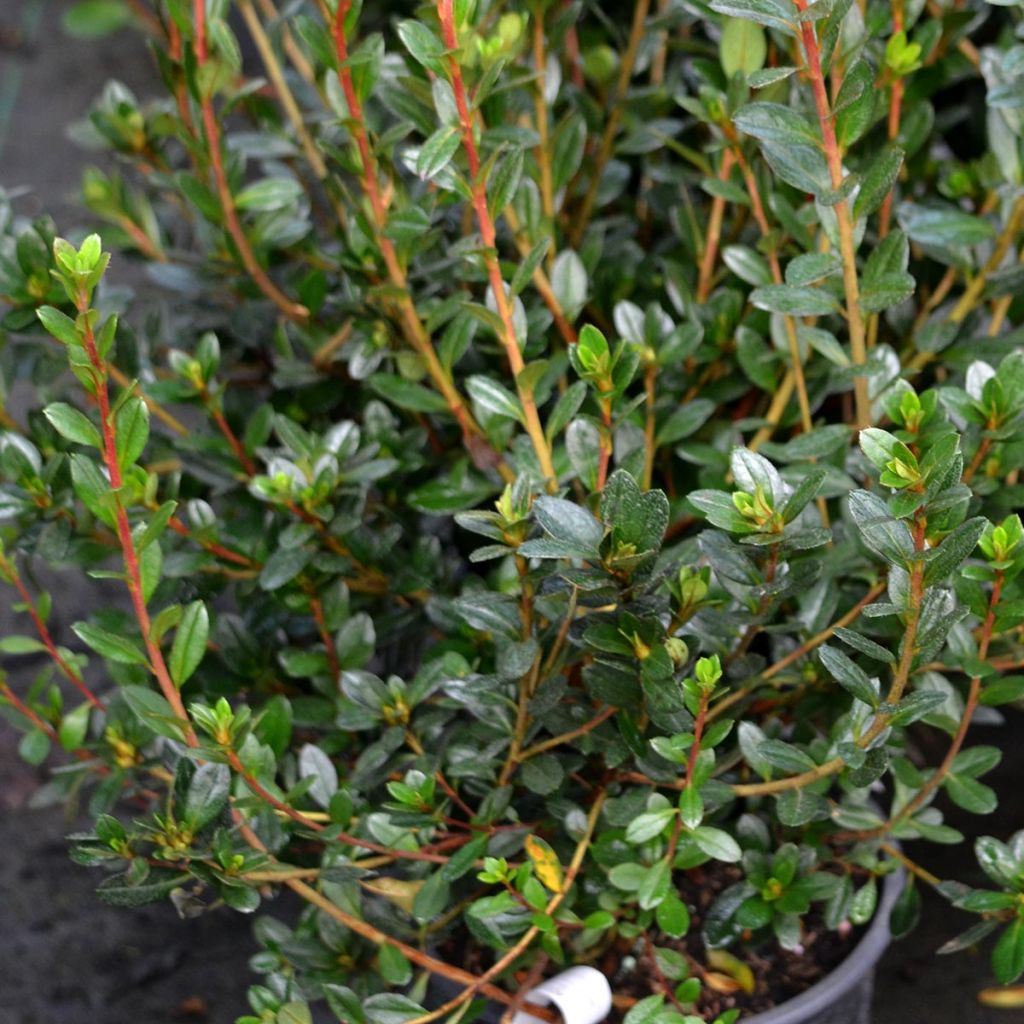 Azalée du Japon Amoena - Rhododendron hybride