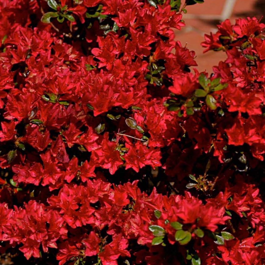 Japanese Azalea Hino-Crimson