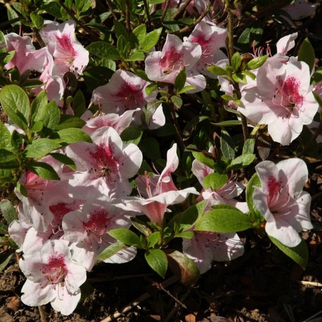 Azalea japonica Ho Oden