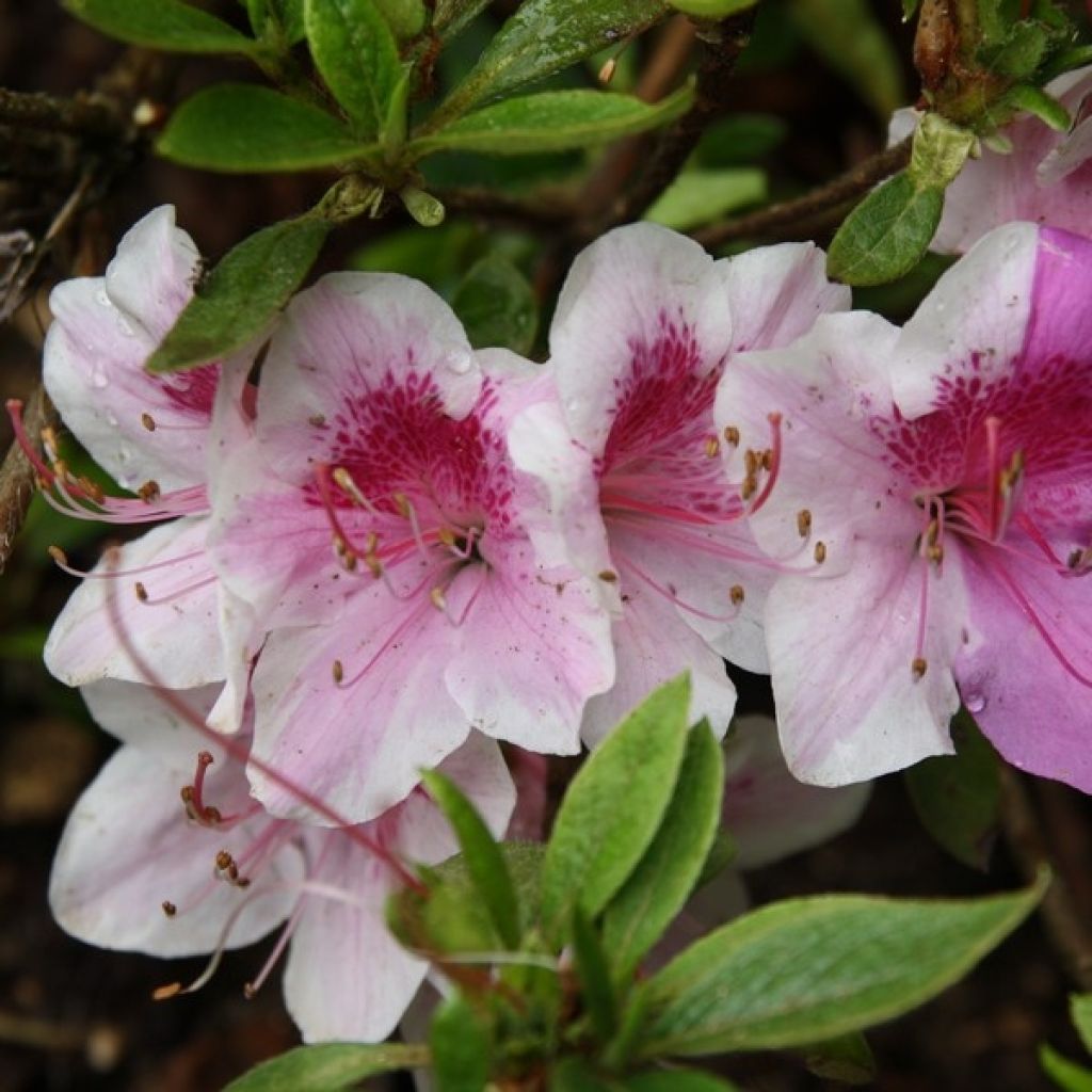 Azalea japonica Ho Oden