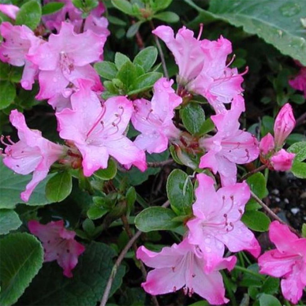 Rhododendron (Azalea) kiusianum Komo Kulshan