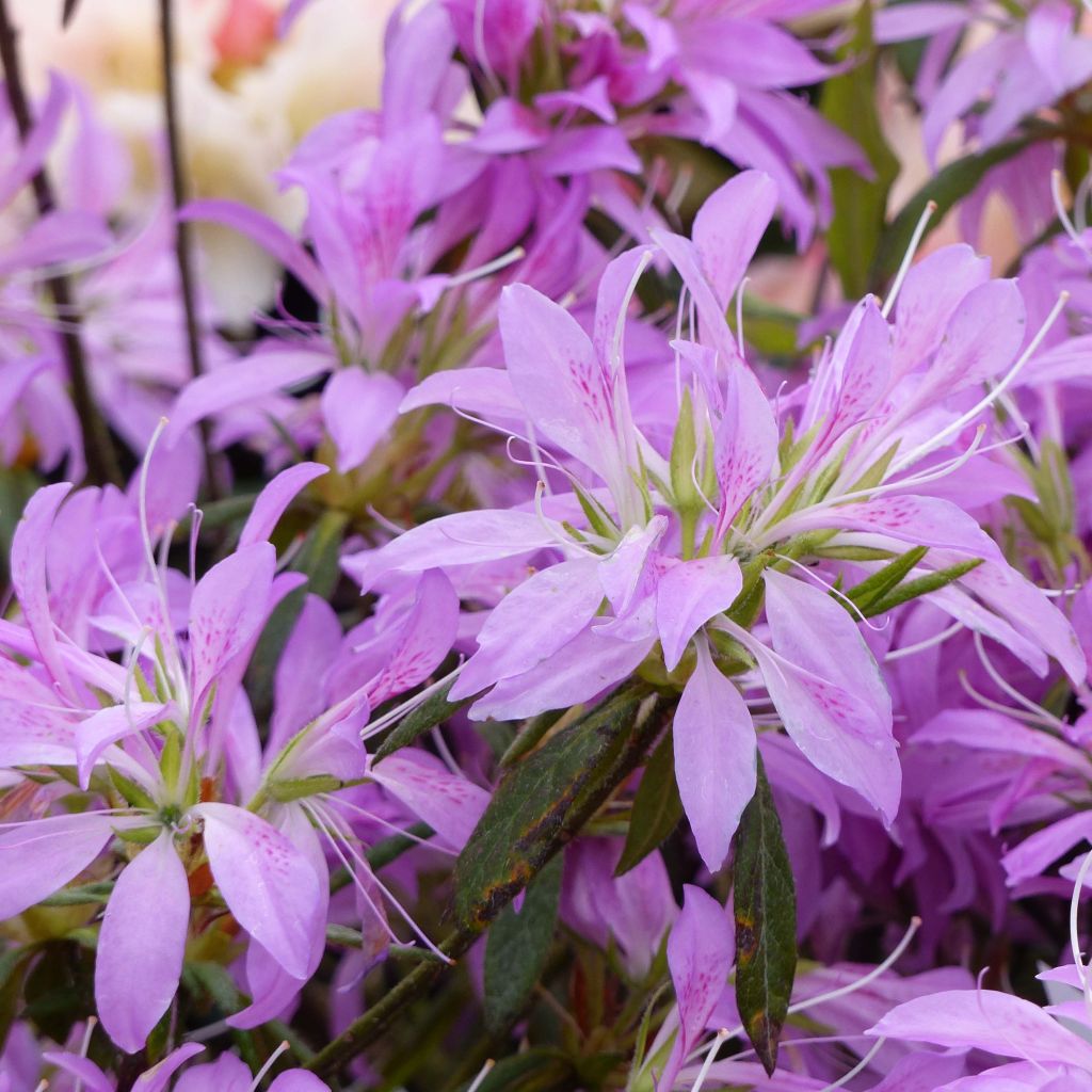 Rhododendron macrosepalum Koromo-shikibu - Large-sepaled Azalea