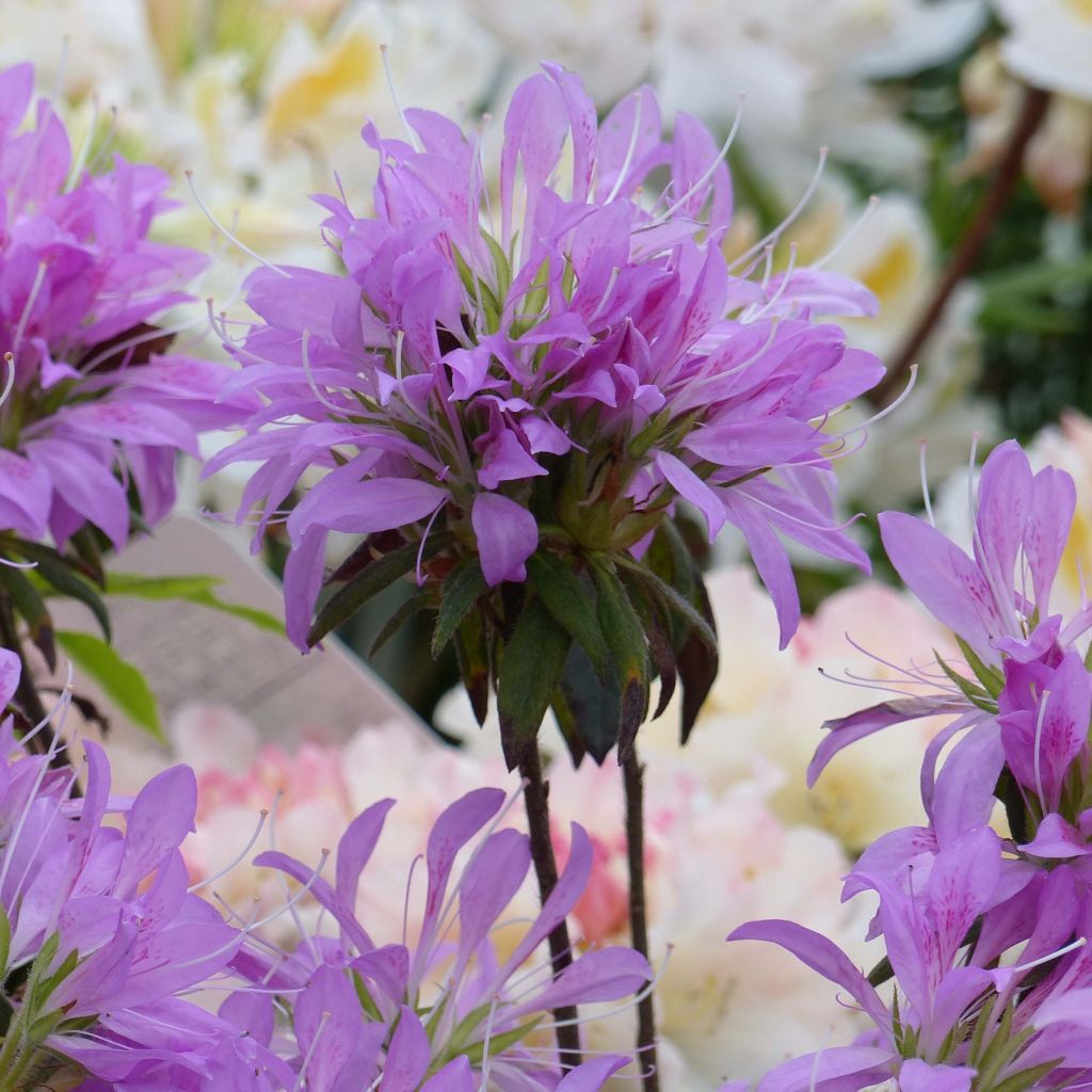 Rhododendron macrosepalum Koromo-shikibu - Large-sepaled Azalea