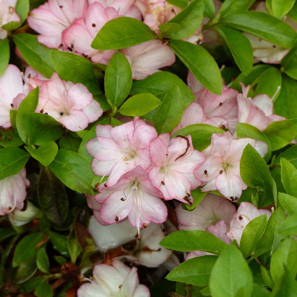 Rhododendron kaempferi Peggy Ann - Japanese Azalea