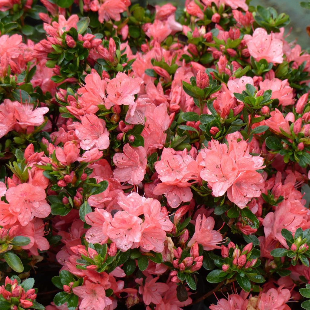 Azalea japonica Rex - Hybrid Rhododenron