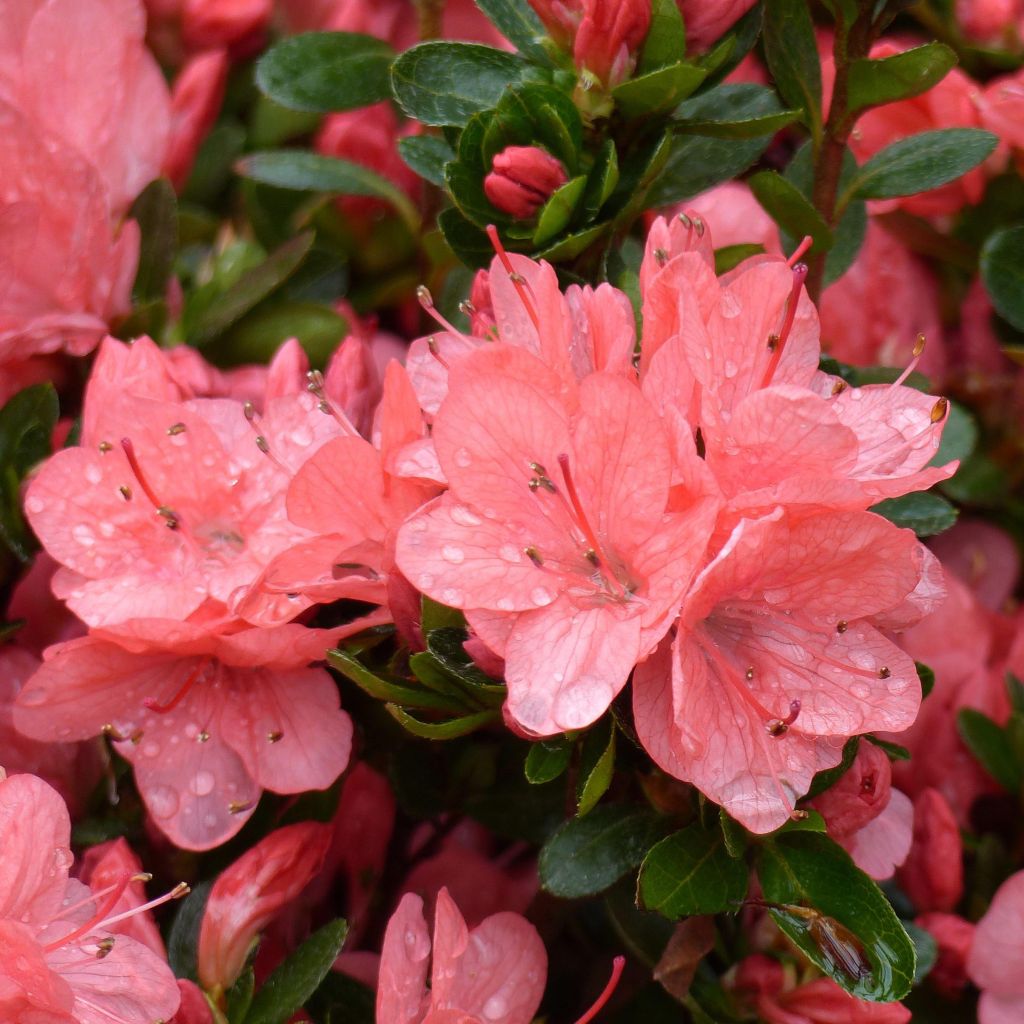 Azalea japonica Rex - Hybrid Rhododenron