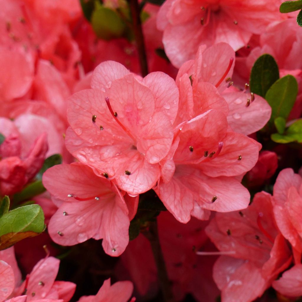 Azalea japonica Rex - Hybrid Rhododenron