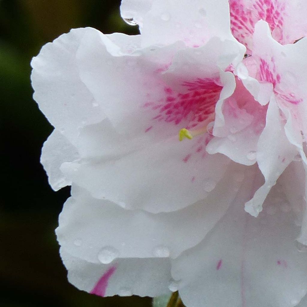 Japanese azalea White Prince
