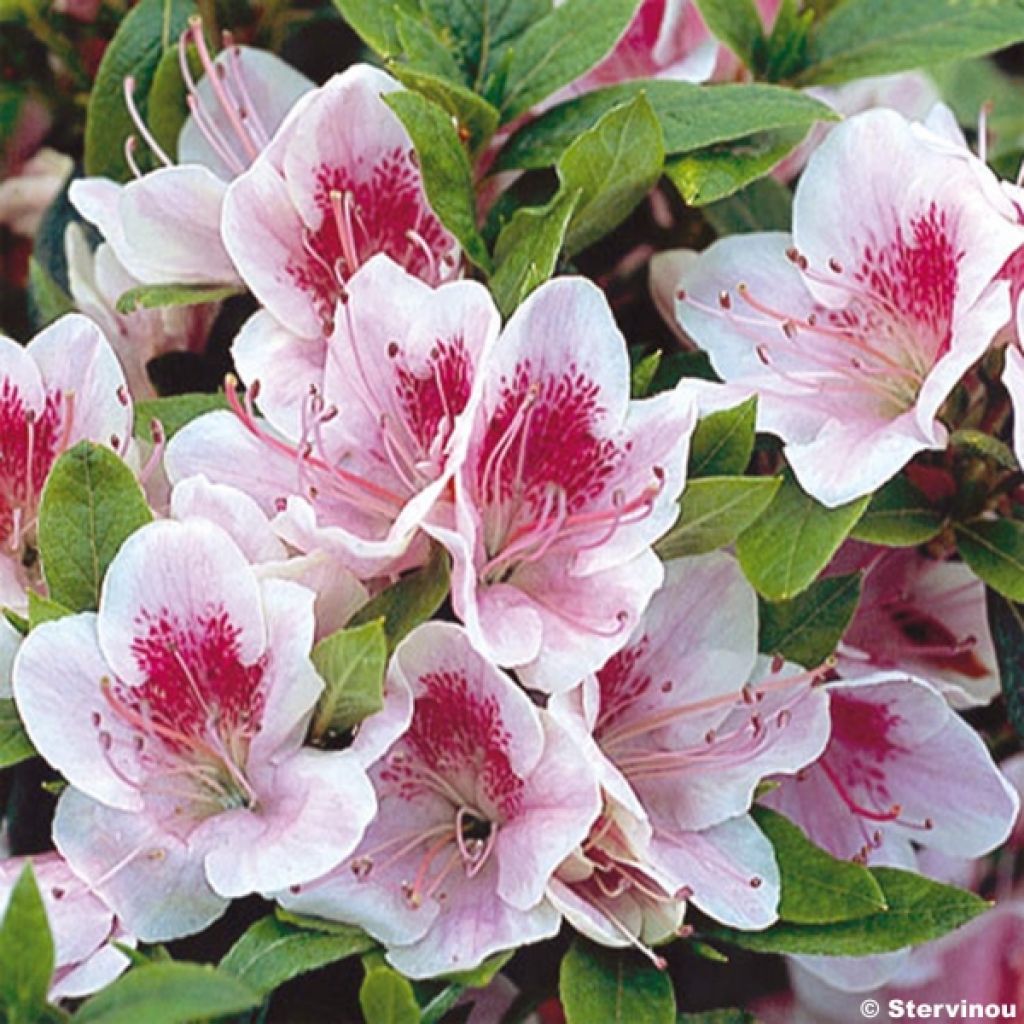 Azalée du Japon Ho Oden - Rhododendron hybride