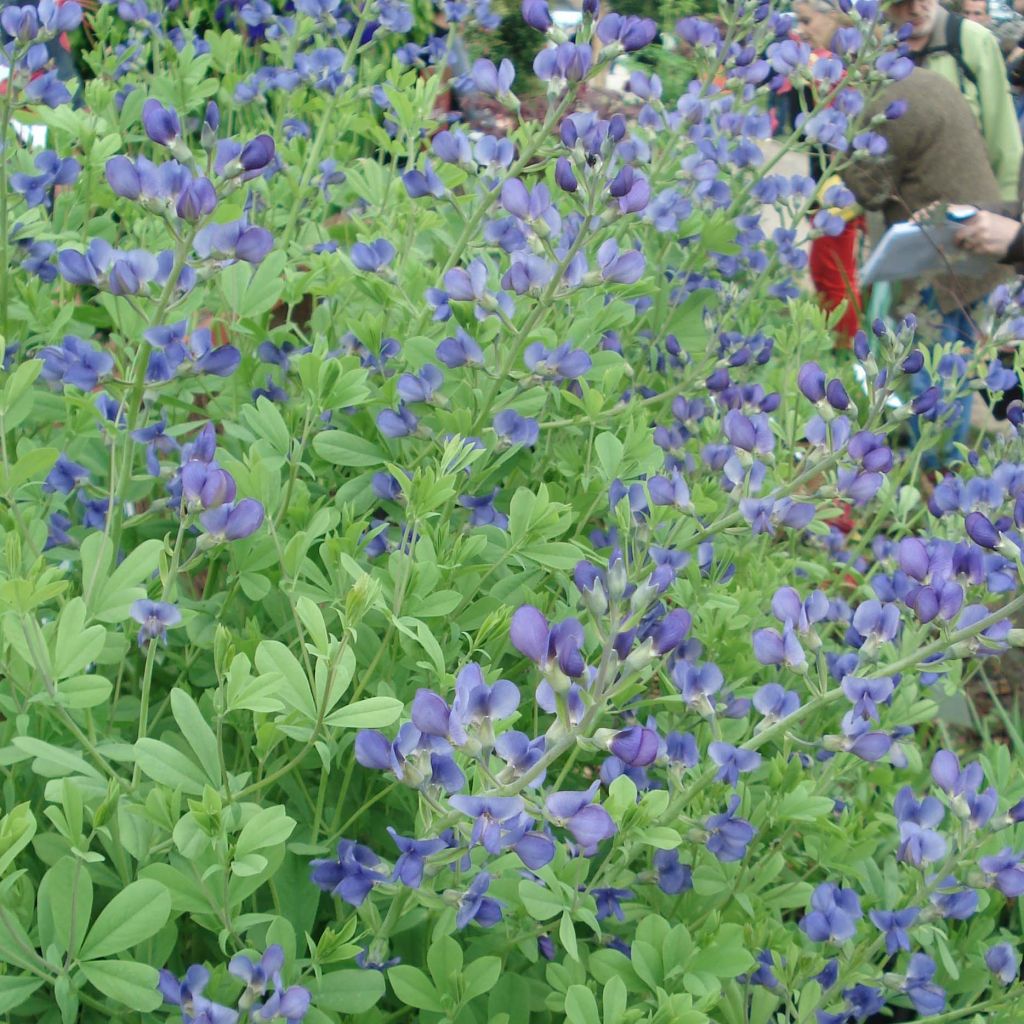 Baptisia australis - False Indigo