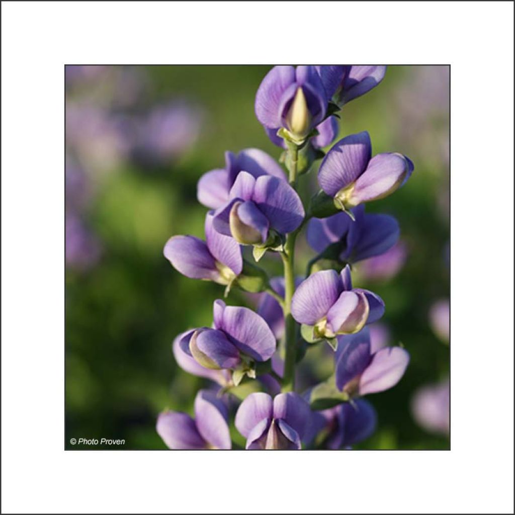 Baptisia Decadence Series Blueberry Sundae - False Indigo