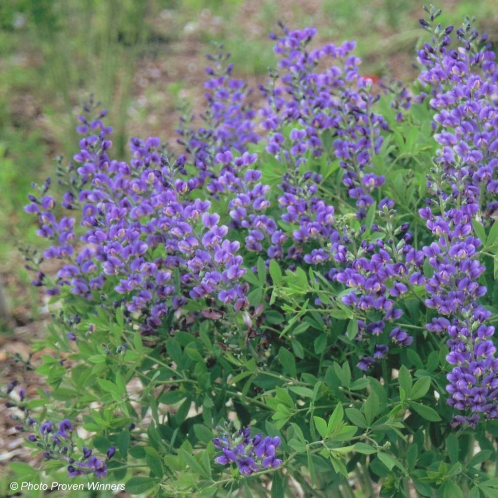 Baptisia Decadence Series Blueberry Sundae - False Indigo