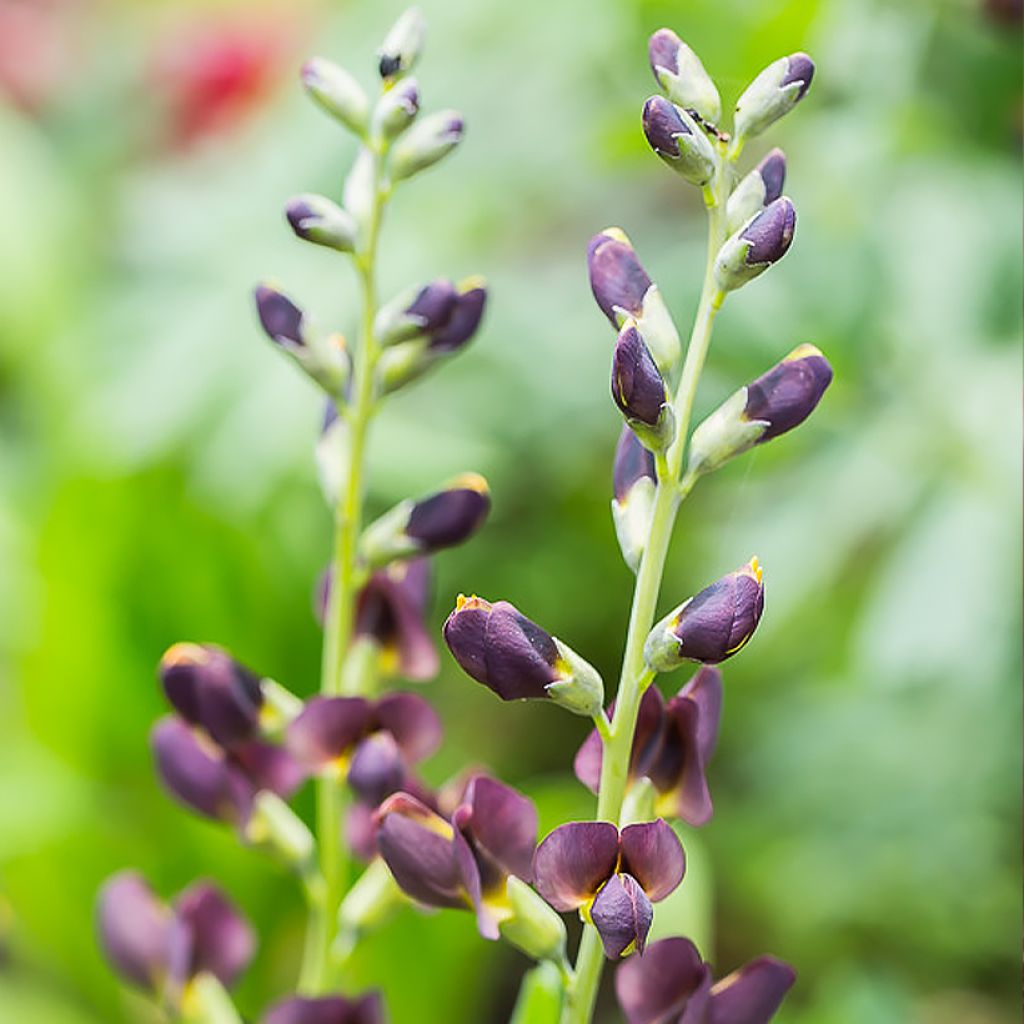 Baptisia Decadence Dark Chocolate - Lupin indigo