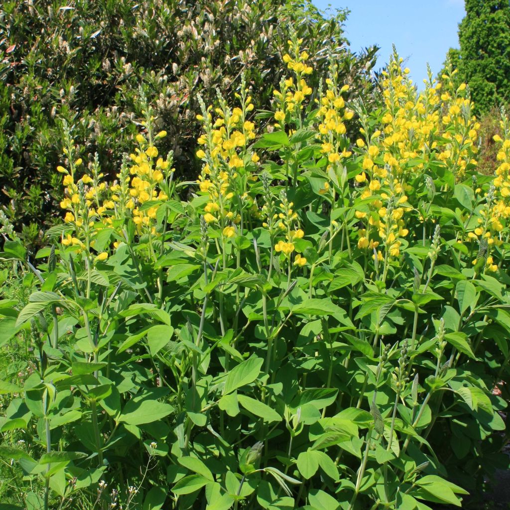 Baptisia sphaerocarpa