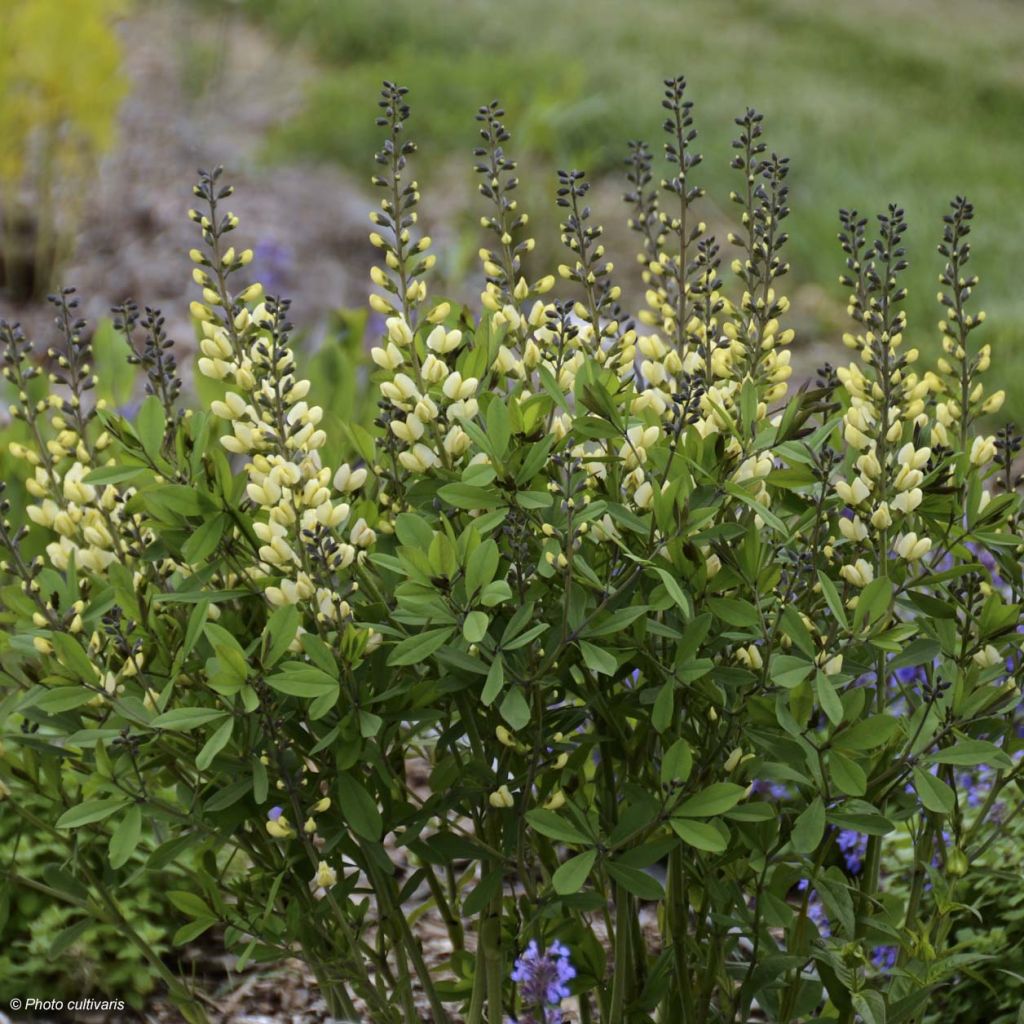 Baptisia Decadence Series Vanilla Cream - False Indigo